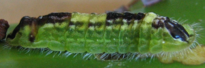 Larvae